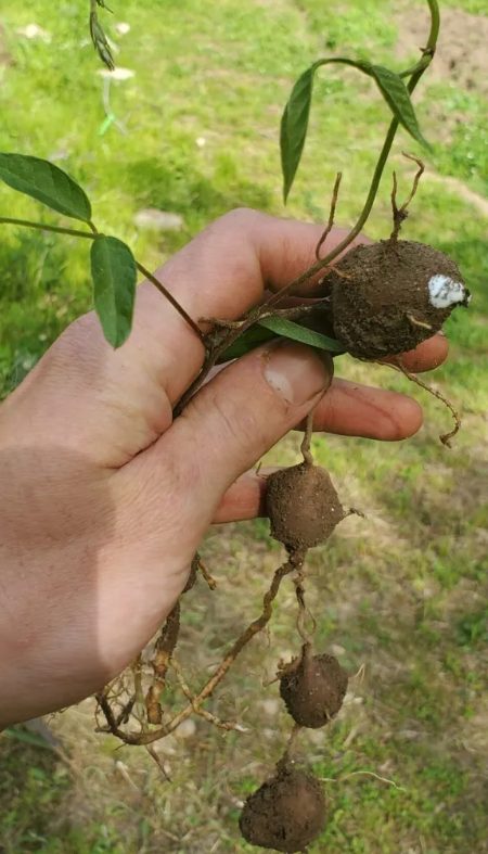 A cluster of American groundnut tubers freshly dug from the soil, connected along a fibrous root.